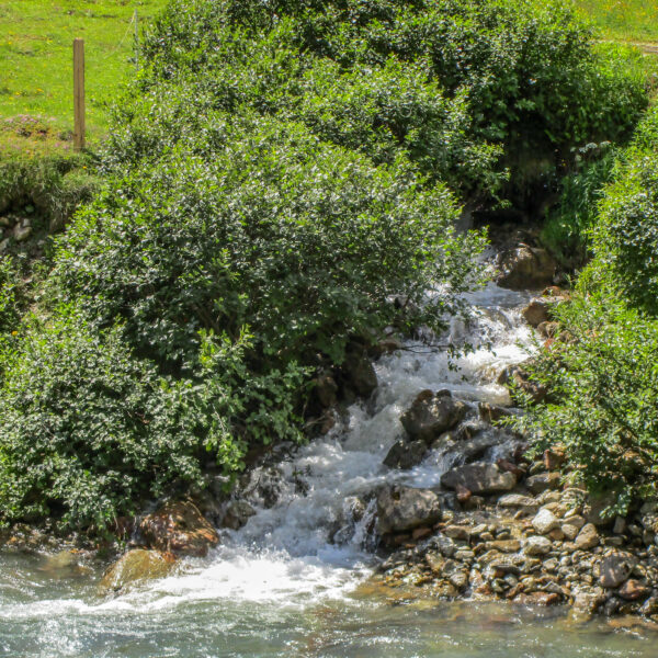 Sprudelnder Bachlauf in Griessenbach, umgeben von üppigem Grün.
