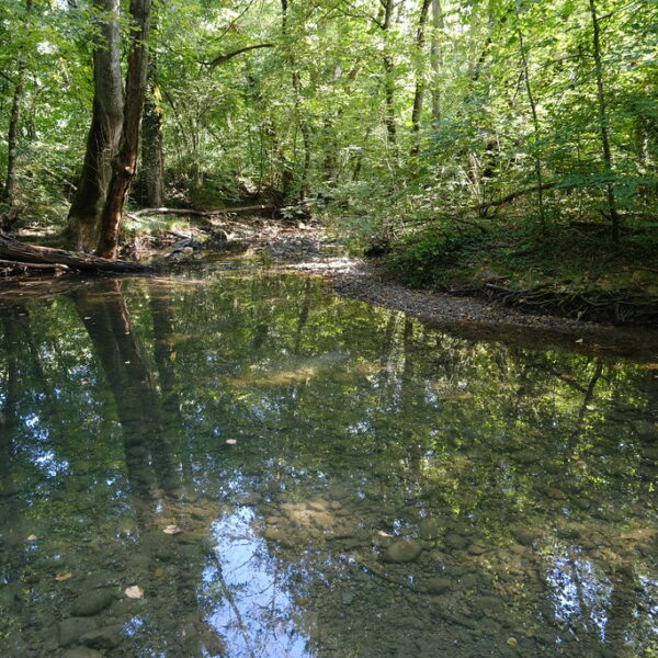 Waldlandschaft mit Bach und Spiegelungen in Hermance. Grüne Bäume und klares Wasser.