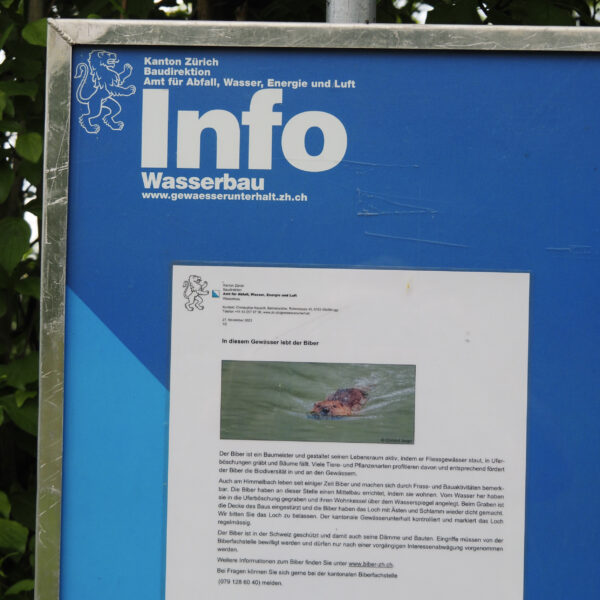Info-Tafel am Himmelbach über den Biber-Bestand im Kanton Zürich, mit Kontaktinformationen.