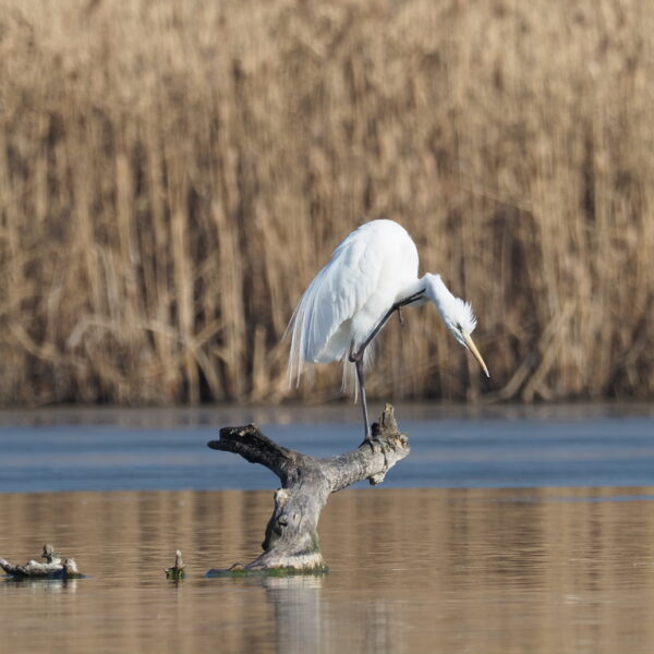 Weißer Reiher auf einem Baumstumpf im Klingnauer Stausee