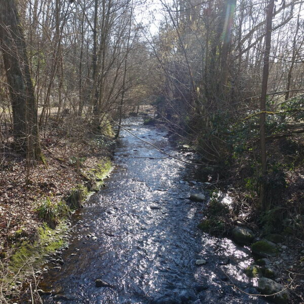 La Drize: Bachlauf im Wald mit Sonnenlicht, der durch Bäume scheint.
