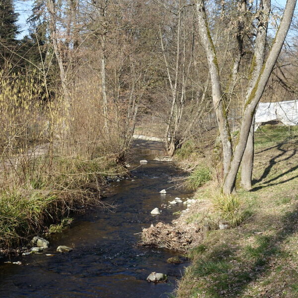 La Drize: Bachlauf im Wald mit Uferbewuchs und Bäumen
