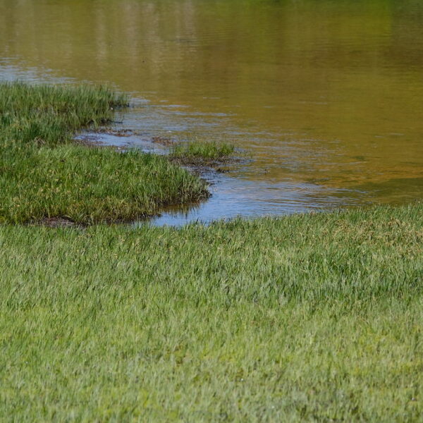 Grünes Gras am Ufer des Lac de Catogne, mit ruhigem Wasser.