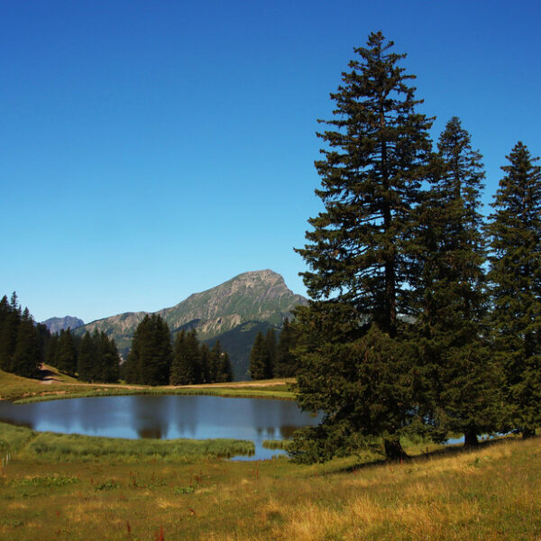 Lac de Conche: Ruhiger Bergsee mit Bäumen und Bergkulisse unter blauem Himmel.
