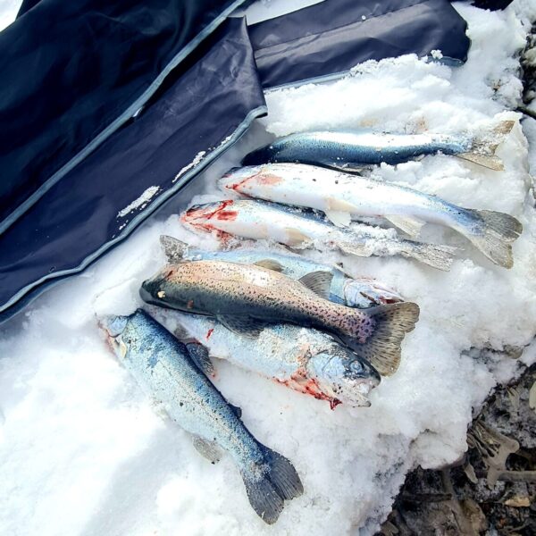 Mehrere frisch gefangene Fische liegen im Schnee neben dunkel gefärbter Ausrüstung, und auf den Fischen und dem Schnee sind Blutspuren zu sehen - eine stimmungsvolle Winterfischerszene, die wahrscheinlich am Alpensee Lac de Tseuzier in der Schweiz spielt.
