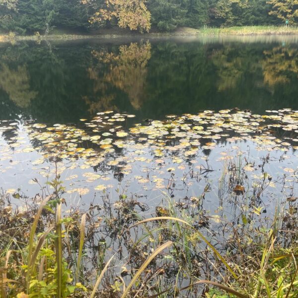 Lac des Joncs: Ruhiger See mit Seerosen und Spiegelung der Bäume.