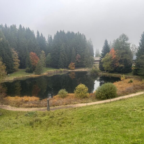 Ein kleiner Teich, bekannt als Lac des Joncs, ist von herbstlichen Bäumen mit grünen, orangefarbenen und gelben Blättern umgeben, die auf einer grasbewachsenen Lichtung stehen. Hohe Kiefern und ein nebliger Himmel vervollständigen diese ruhige Waldszene.