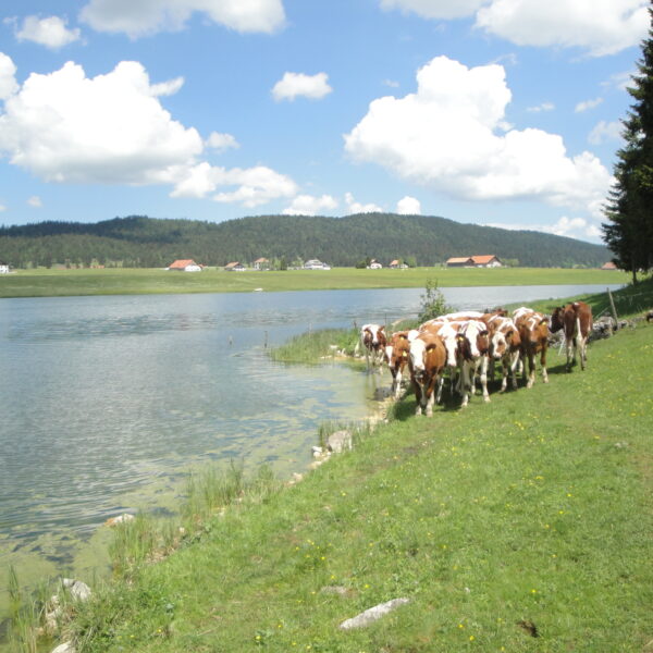Kühe am Ufer des Lac des Taillères, grüne Wiese und blauer Himmel.