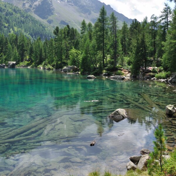 Türkisblauer Lagh da Saoseo See mit Baumstämmen unter Wasser und grünen Bäumen.