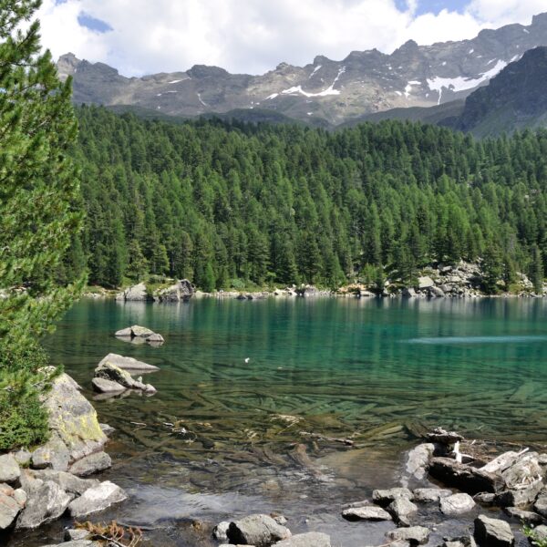 Lagh da Saoseo: Klarer Bergsee mit Baumstämmen und Alpenkulisse