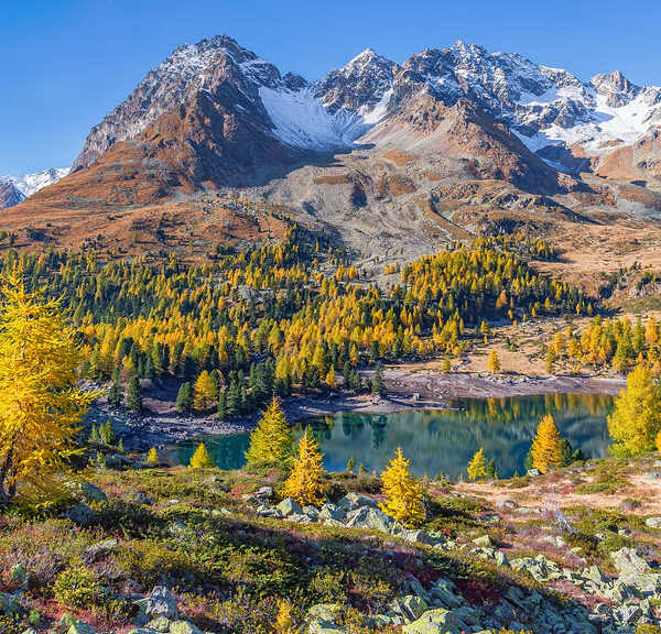 Lagh da Val Viola See mit goldenen Lärchen und schneebedeckten Bergen im Herbst.