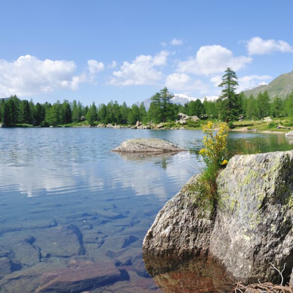 Lagh da Val Viola: Klarer Bergsee mit Felsen und Bäumen im Sonnenschein.