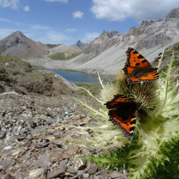 Zwei Kleine Füchse Schmetterlinge auf einer Distel, Lai Grond See und Berge im Hintergrund.