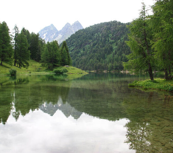 Ein klarer Bergsee, der Lai da Palpuogna, ist von grünen Bäumen umgeben, mit bewaldeten Hügeln und schneebedeckten Gipfeln, die sich in seinem ruhigen Wasser unter einem bewölkten Himmel spiegeln.