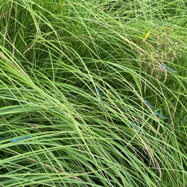 Lange, dünne grüne Grashalme bedecken das Bild dicht. Ein paar kleine, blaue Libellen sitzen im Gras und fügen sich in die Umgebung ein. Die Szene wirkt natürlich und üppig.