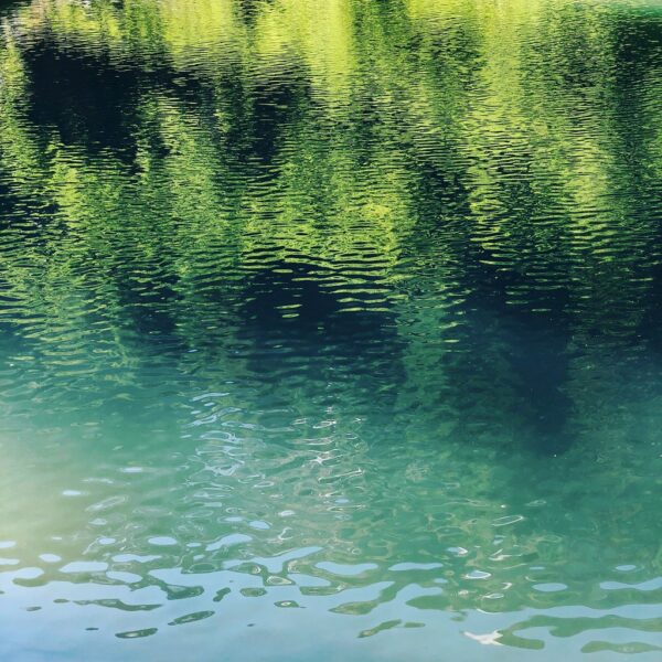 Grüne Spiegelung von Bäumen im Majingsee