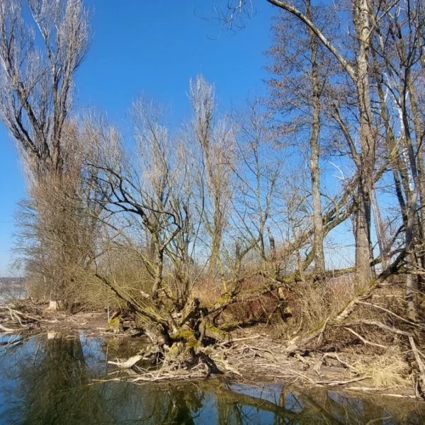 Mündung Mönchaltorfer Aa in den Greifensee