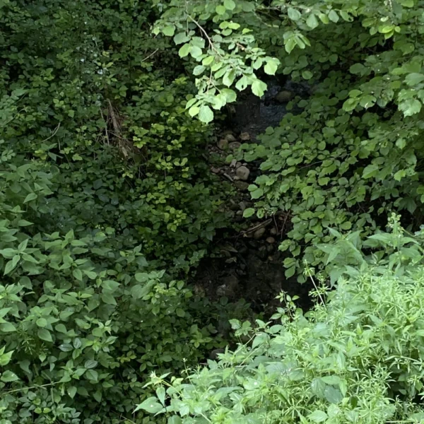 Dichtes grünes Laub und belaubte Zweige bedecken den größten Teil des Bildes und verbergen teilweise einen kleinen steinigen Bach – möglicherweise die Nante des Crues –, der durch das Unterholz fließt.