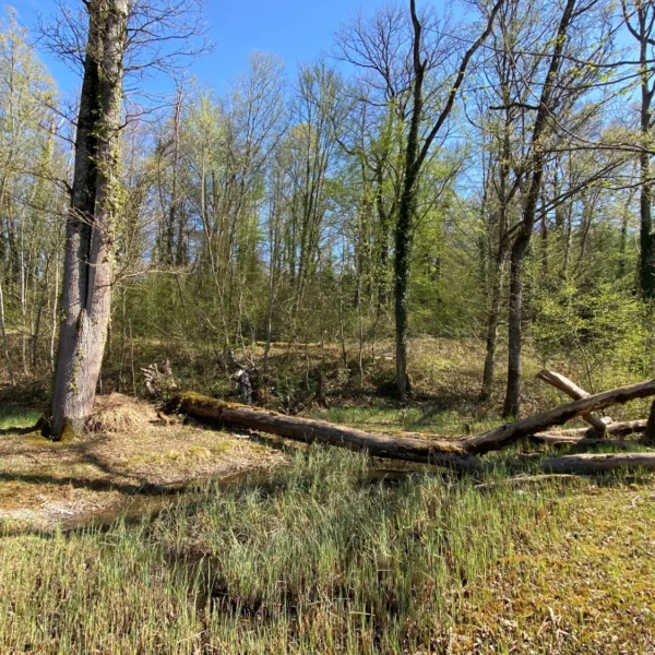 Naturschutzzone Hegnau bei Bremgarten