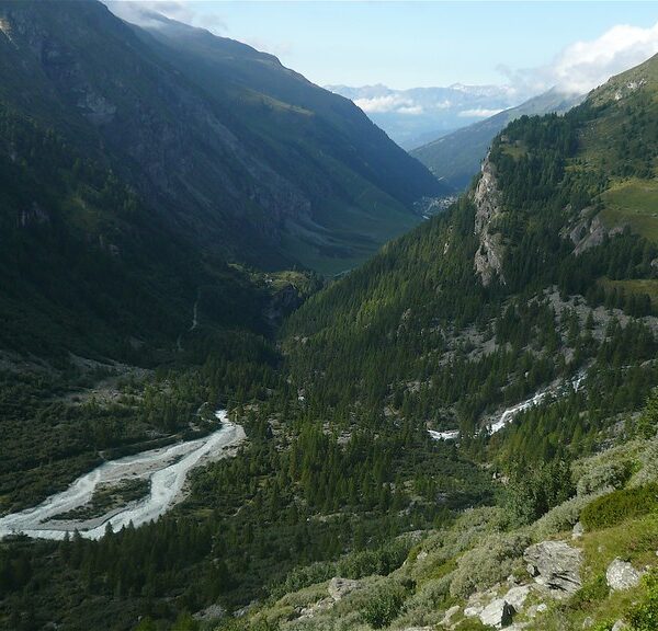 Tal im Navisence-Gebiet mit Fluss, grünen Bergen und vereinzelten Bäumen.