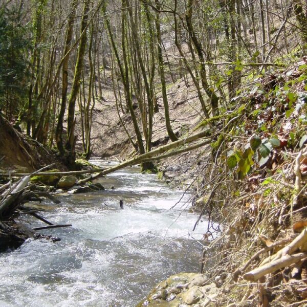 Wildbach Nozon fließt durch einen Wald mit kahlen Bäumen im Frühling.