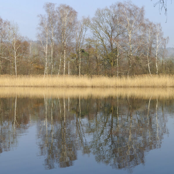 Nussbaumersee: Ruhige Seeoberfläche mit Spiegelung von Bäumen und Schilf im Wasser.