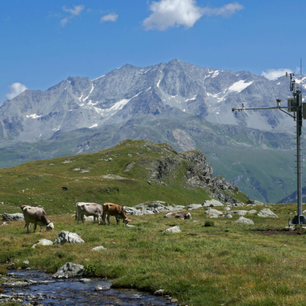 Kühe weiden auf der Ova dal Mulin Wiese vor Bergpanorama mit Wetterstation.