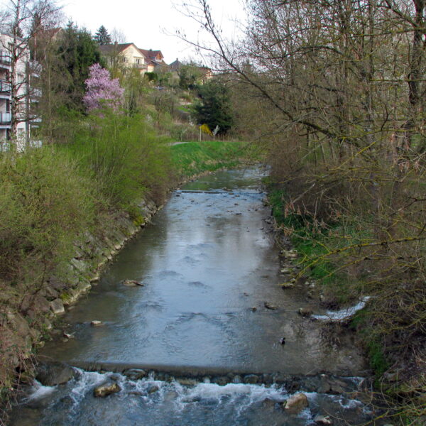Reppisch-Flusslauf mit Uferbewuchs und Wohngebäuden im Hintergrund.