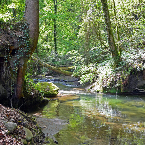 Ruisseau de Vaux: Bachlauf durch einen grünen Wald mit umgestürzten Bäumen.