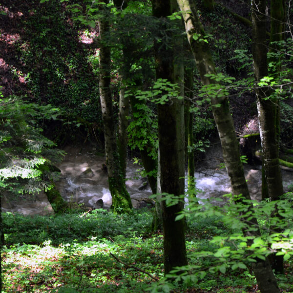 Grüner Wald mit Bachlauf, Sandoleyre im Hintergrund.