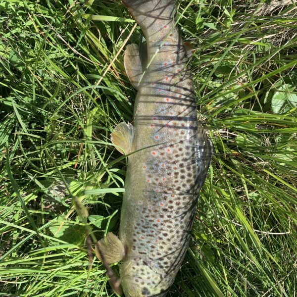 Bachforelle im Gras. Schlappinsee.