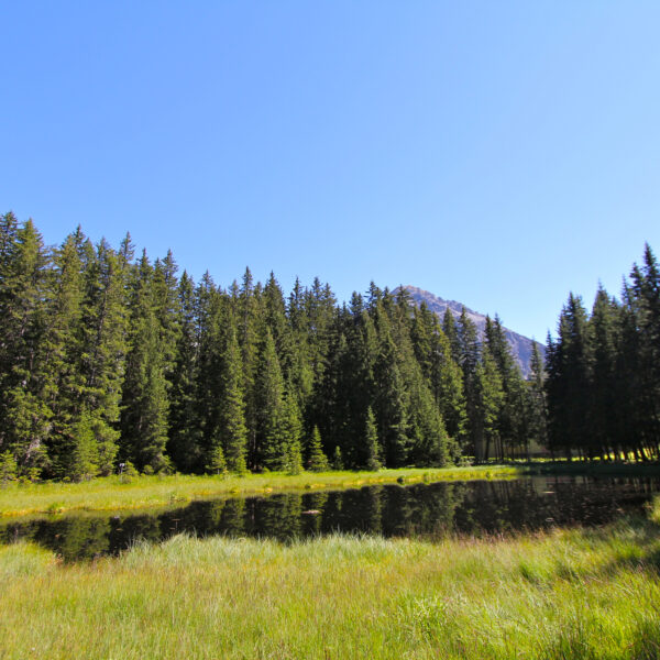 Schwarzsee Arosa: Ruhiger Bergsee mit Spiegelung der Tannen im klaren Wasser.