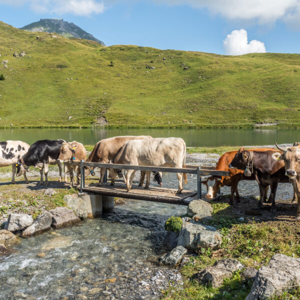 Kühe am Schwellisee überqueren eine kleine Brücke vor Bergkulisse.