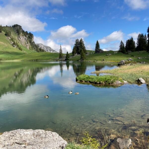 Ein ruhiger Gebirgssee mit klarem, blauem Wasser, umgeben von grünen Hügeln und vereinzelten Bäumen; zwei Enten schwimmen in Ufernähe, während ein schwarz-weißer Hund unter einem teilweise bewölkten Himmel am Ufer steht.