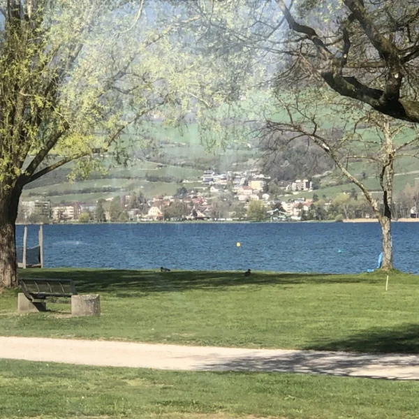 Ein malerischer Blick auf einen grasbewachsenen Park mit zwei großen Bäumen, Bänken und einem Weg in der Nähe des ruhigen blauen Wassers des Sempachersees. Im Hintergrund ist auf der anderen Seite des Sees ein Dorf mit Häusern und grünen Hügeln zu sehen.