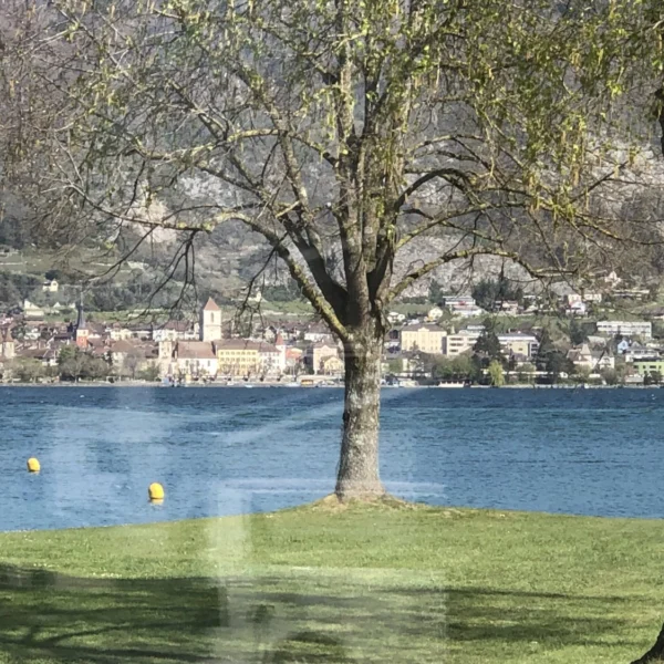 Ein ruhiger Sempachersee mit gelben Bojen, einem grasbewachsenen Ufer und zwei Bäumen im Vordergrund. Auf der anderen Seite des Wassers erhebt sich unter klarem Himmel ein kleines Städtchen mit einer Kirche und Bergen im Hintergrund.