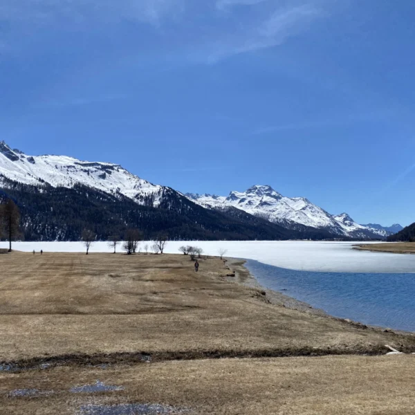 Der teilweise zugefrorene Silvaplanersee liegt neben einer trockenen, schneebedeckten Wiese. Im Hintergrund erheben sich schneebedeckte Berge unter einem klaren blauen Himmel, während vereinzelte Bäume die Landschaft prägen.