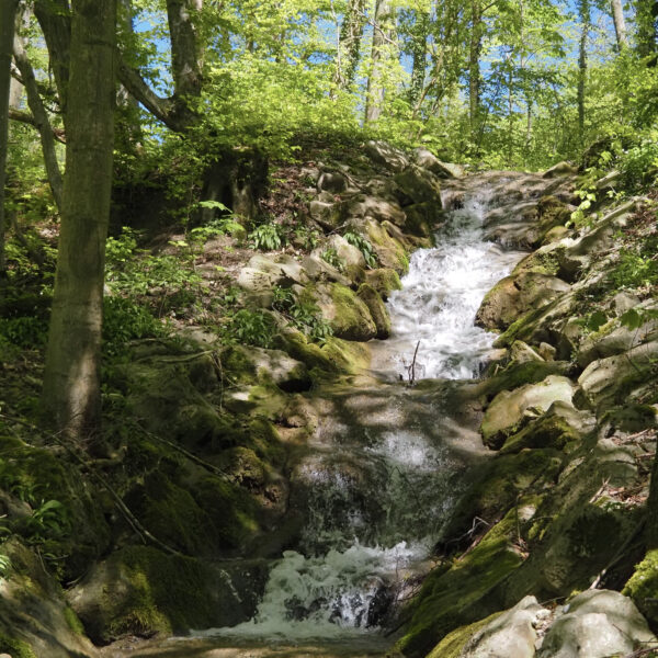 Staffeleggbach: Kleiner Wasserfall im Wald mit Moos bedeckten Steinen.
