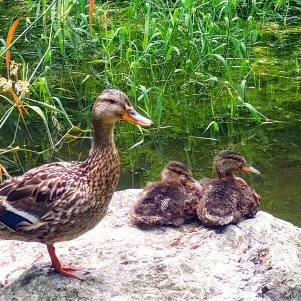 Eine Entenmutter steht auf einem Felsen neben zwei Entenküken, die sich ausruhen, mit hohem grünen Gras und dem ruhigen Wasser des Moosholzweihers im Hintergrund.