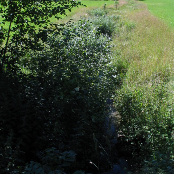 Sulgenbach Bachlauf mit üppiger Vegetation und angrenzender Wiese.