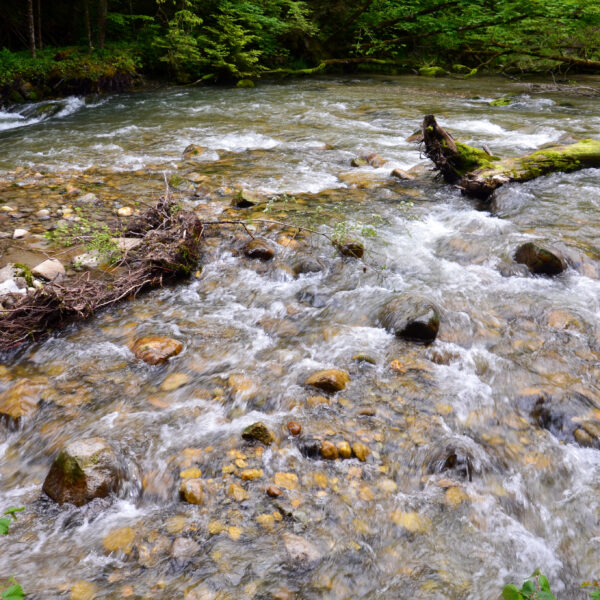 Fließender Bach mit Steinen und üppigem Grün in Toleure.