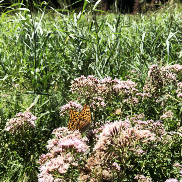 Orangefarbener Schmetterling auf rosa Blüten im Torfmoos-Gebiet