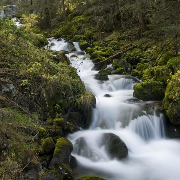 Torrent des Moulins: Wasserfall fließt über moosbedeckte Felsen im Wald.
