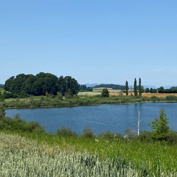 Ein ruhiger See, umgeben von grünem Gras, Bäumen und Feldern unter einem klaren blauen Himmel an einem sonnigen Tag.