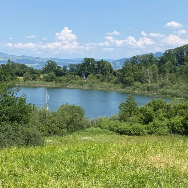 Ein kleiner See, umgeben von üppigen grünen Bäumen und Gras unter einem strahlend blauen Himmel mit vereinzelten weißen Wolken. Im Hintergrund sind entfernte Hügel zu sehen.
