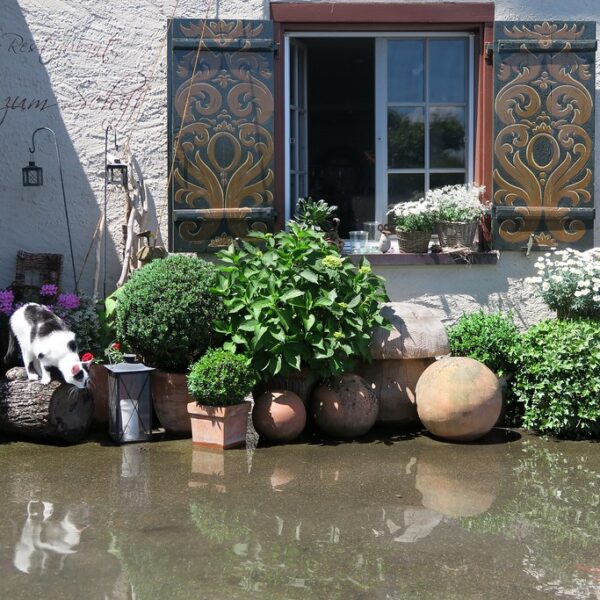 Dekoratives Haus am Untersee (Bodensee) mit Katze, Blumen und Fensterläden. Kaffee-Restaurant 