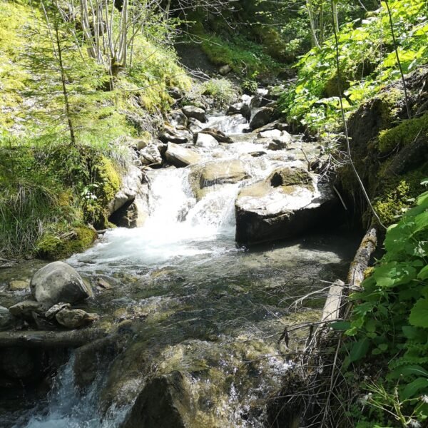 Ein klarer Gebirgsbach fließt über Felsen und Geröll durch einen üppigen, grünen Wald. Das Sonnenlicht bricht durch die Bäume und wirft ein schummriges Licht auf das Wasser und das Laub.